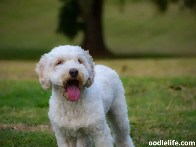 white Labradoodle plays at the park
