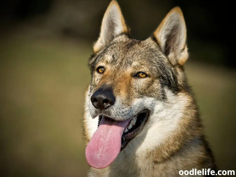 Wolfdog panting in the wild