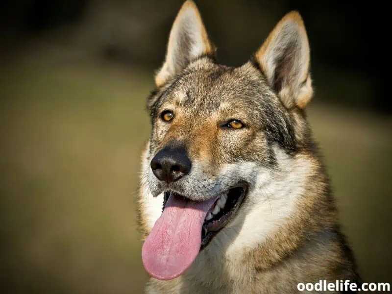 What Dogs Can Kill A Wolf? (Breed Photos) - Oodle Life