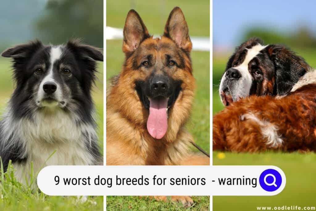 worst dog breeds for seniors