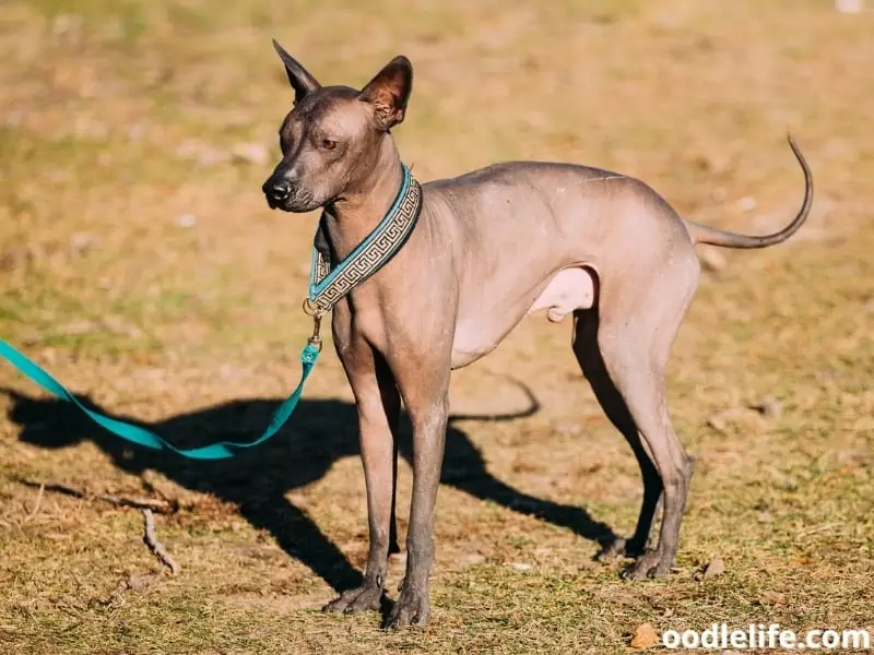 Xoloitzcuintli with a leash