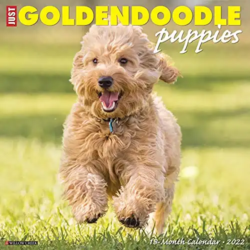 Just Goldendoodle Puppies 2022 Wall Calendar (Dog Breed)