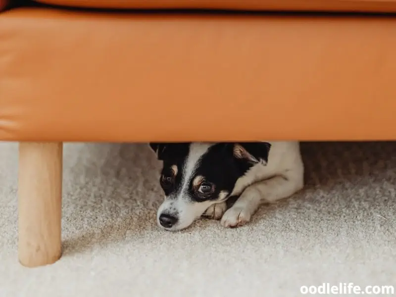 anxious dog under the couch looks at owner