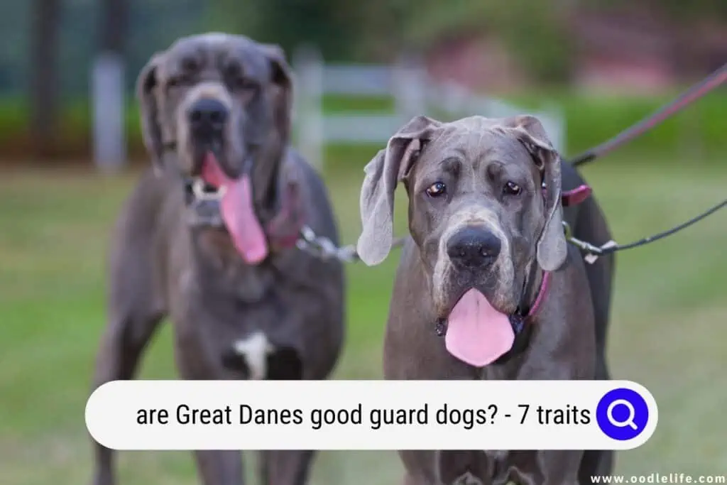 are Great Danes good guard dogs