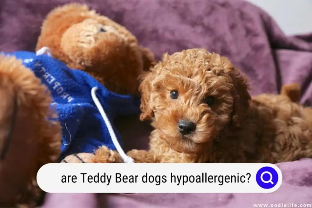are Teddy Bear dogs hypoallergenic