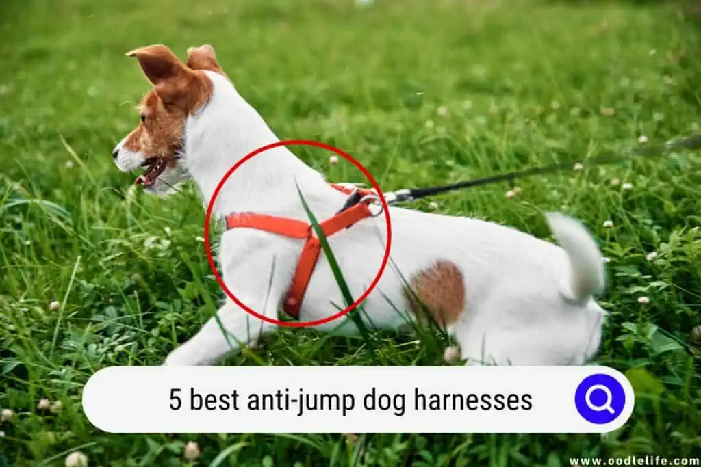 best anti-jump dog harnesses