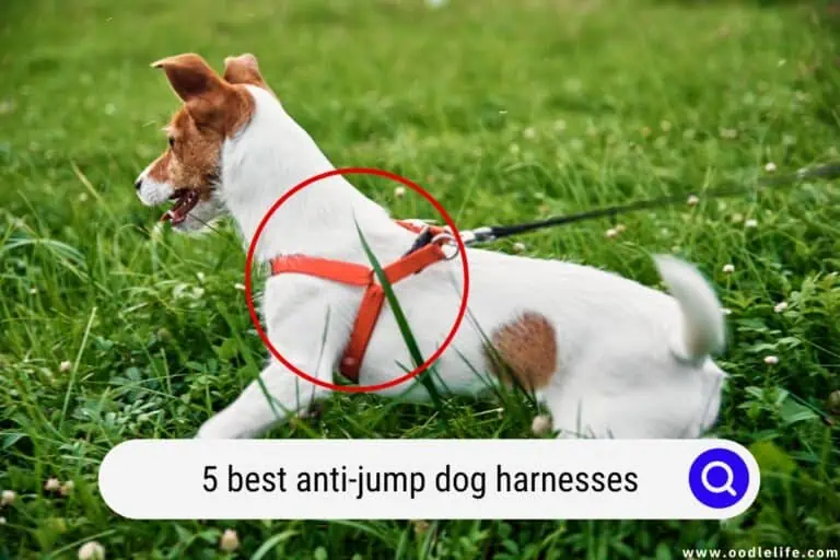 The 5 Best Anti-Jump Dog Harnesses! (2024)