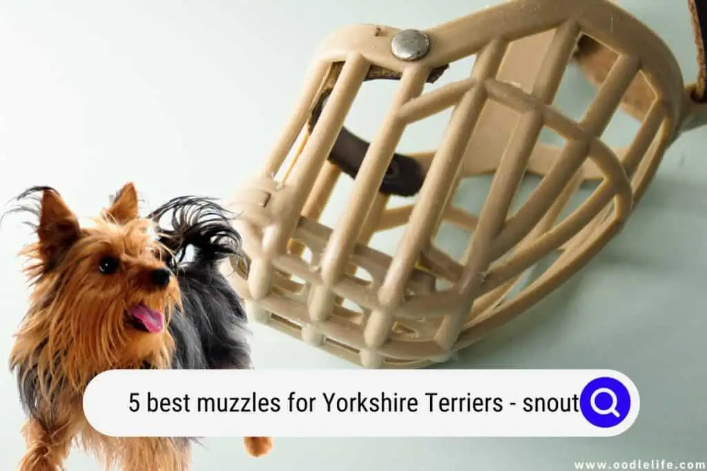 best muzzles for Yorkshire Terriers