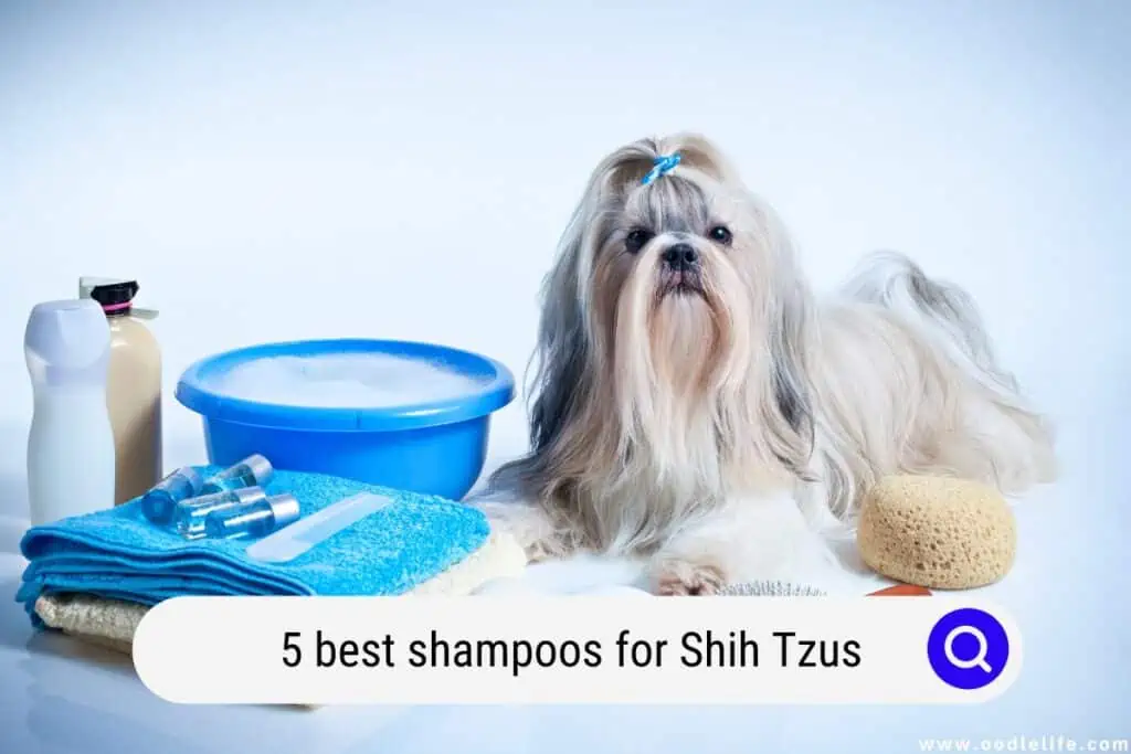 best shampoos for Shih Tzus