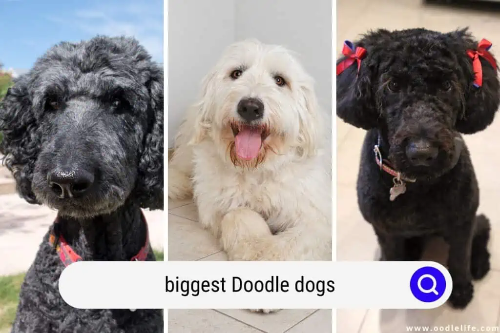 biggest Doodle dogs