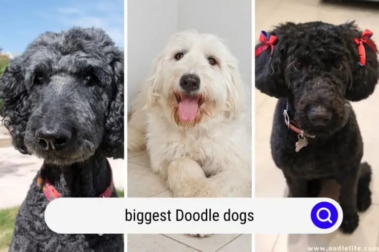 Giants! The 6 Biggest Doodle Dogs (With Photos)