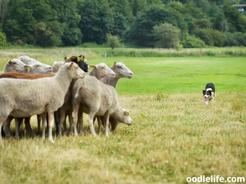 Border Collie herding sheep