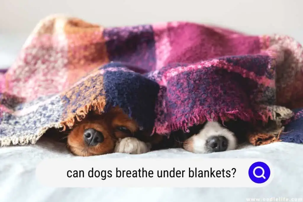 can dogs breathe under blankets