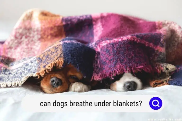 Can Dogs Breathe Under Blankets?