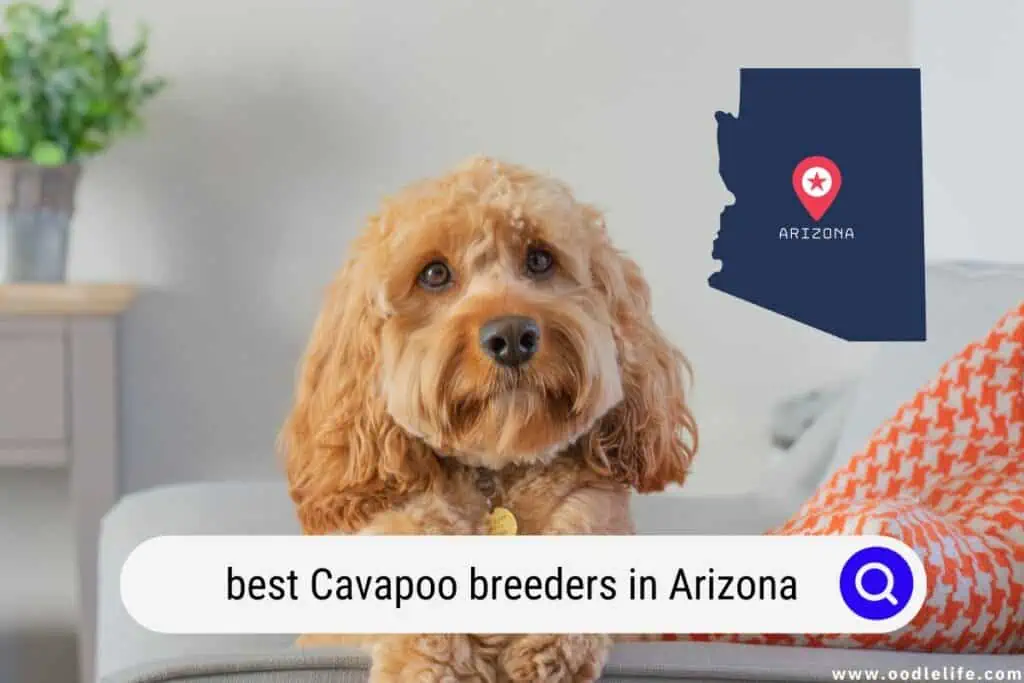Cavapoo breeders in Arizona