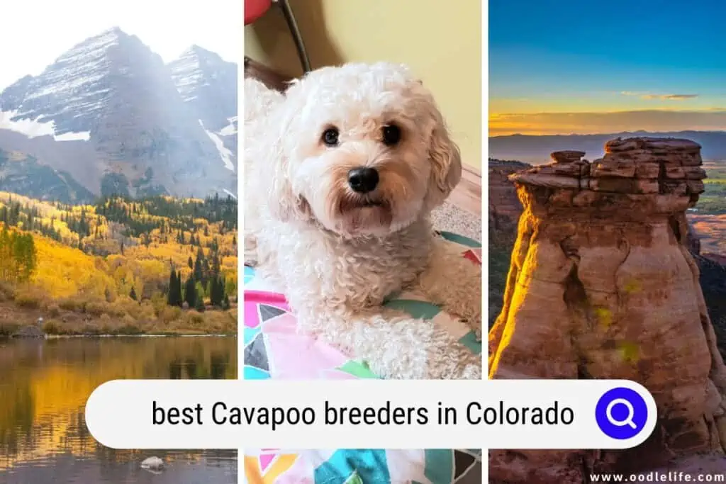Cavapoo breeders in Colorado