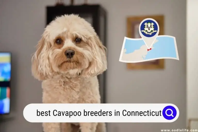 Best Cavapoo Breeders In Connecticut (2024 Update)