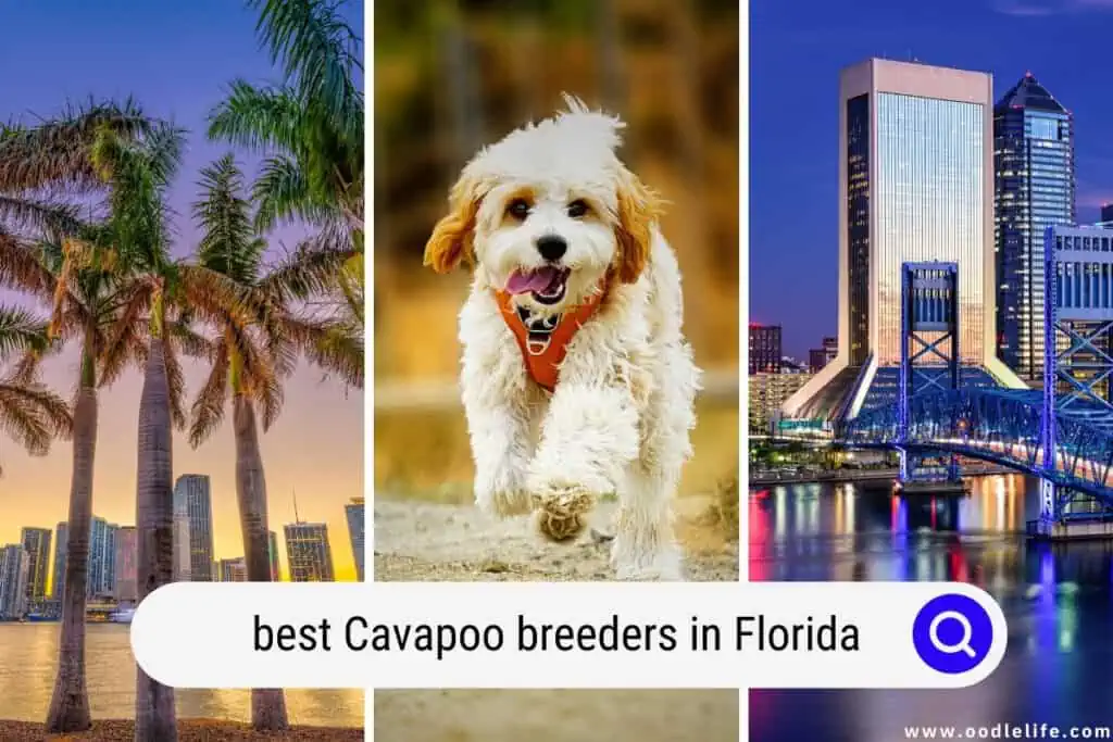 Cavapoo breeders in Florida