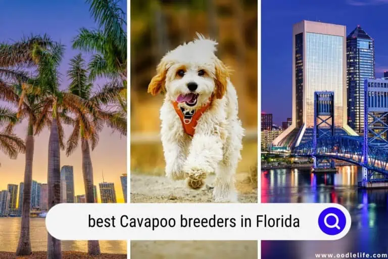 Best Cavapoo Breeders In Florida (2025 Update)