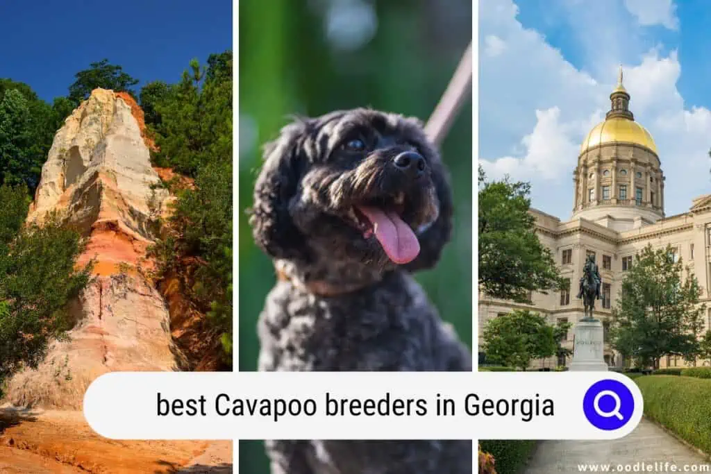 Cavapoo breeders in Georgia