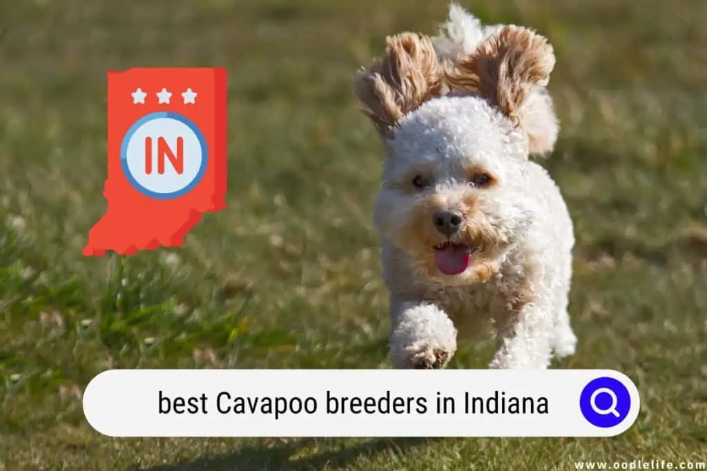 Cavapoo breeders in Indiana