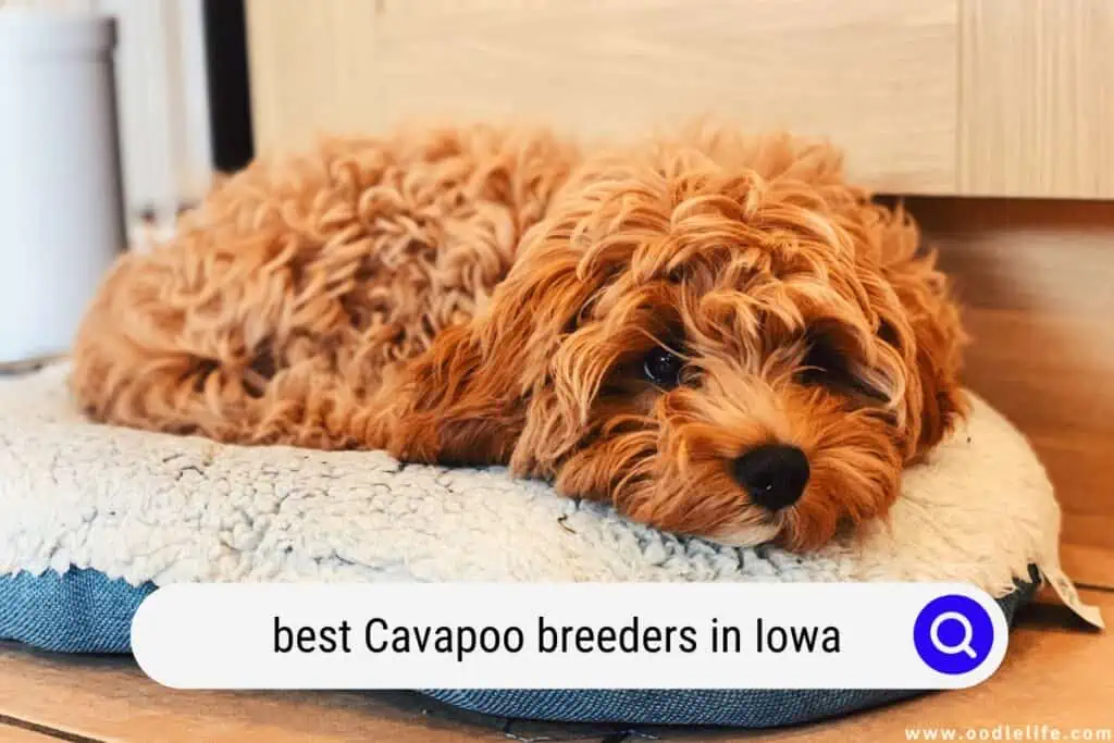 Cavapoo breeders in Iowa
