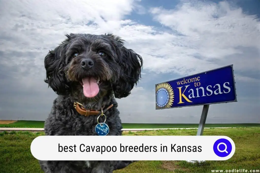 Cavapoo breeders in Kansas