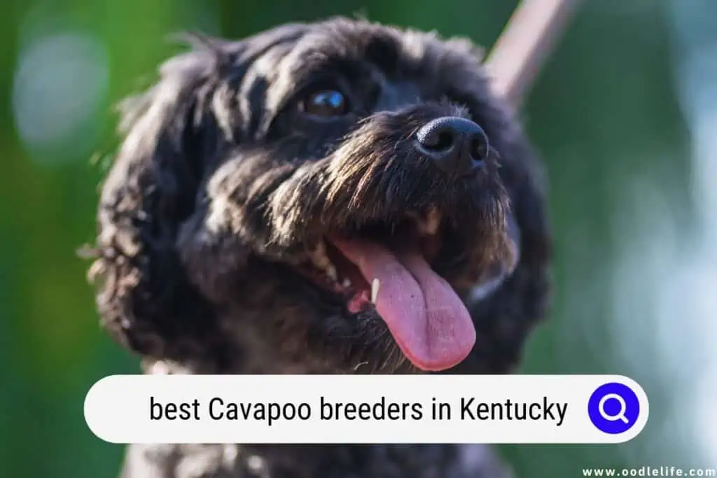 Cavapoo breeders in Kentucky