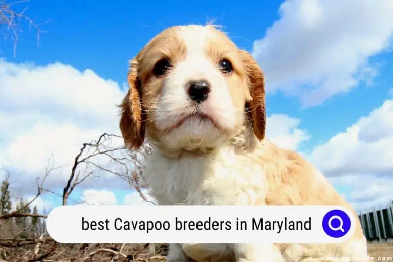 7 Best Cavapoo Breeders in Maryland (2024 Update)