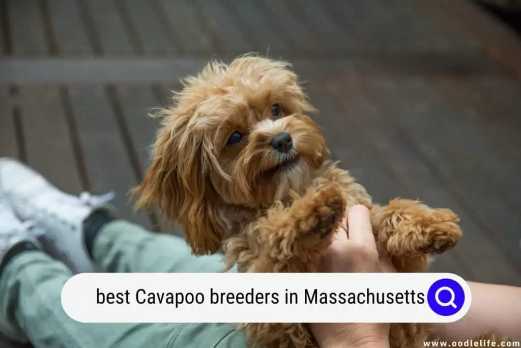 Cavapoo breeders in Massachusetts