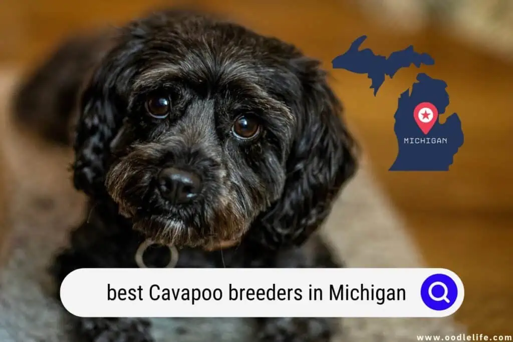 Cavapoo breeders in Michigan