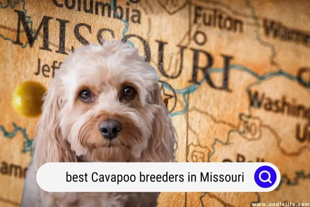 Cavapoo breeders in Missouri