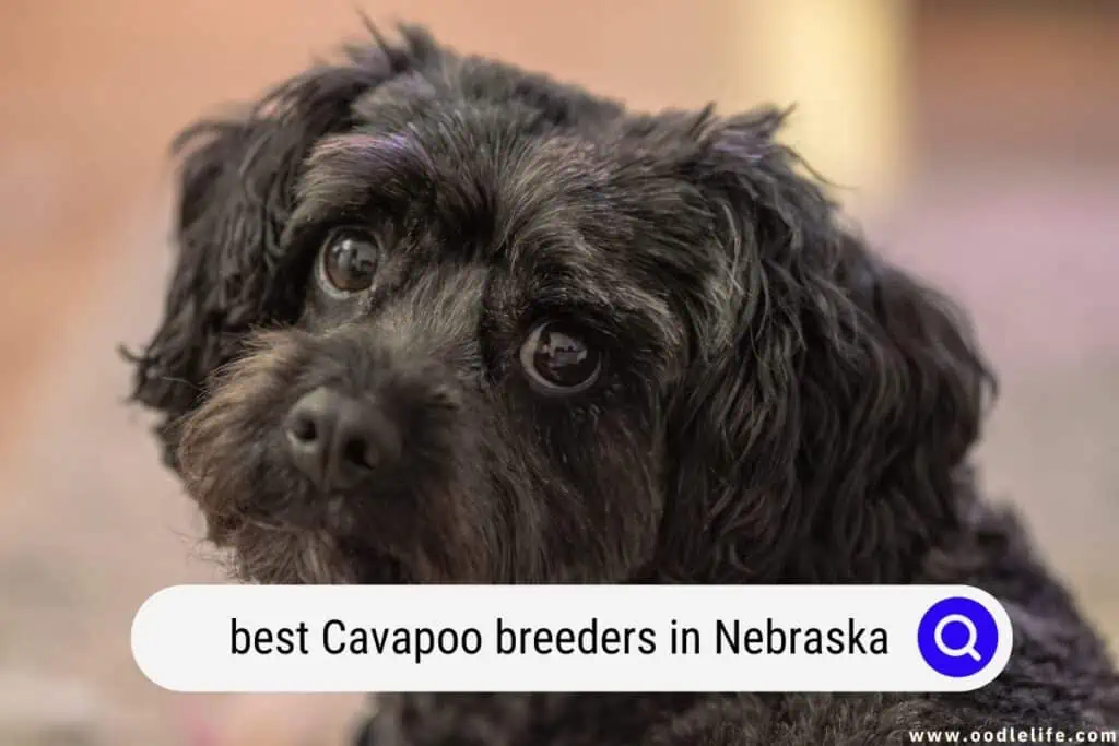 Cavapoo breeders in Nebraska