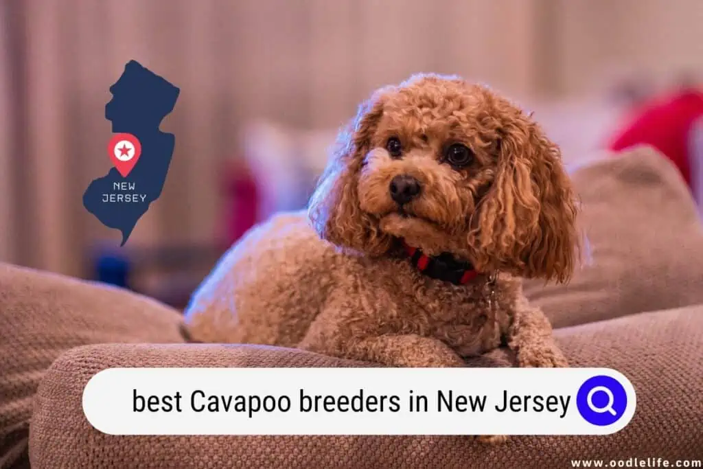 Cavapoo breeders in New Jersey