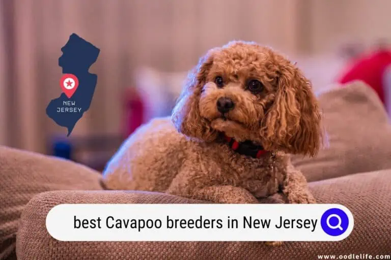 Best Cavapoo Breeders In New Jersey (2024 Update)