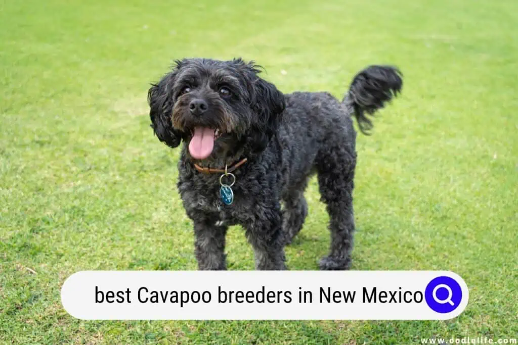 Cavapoo breeders in New Mexico