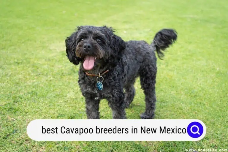 Best Cavapoo Breeders In New Mexico (2025 Update)