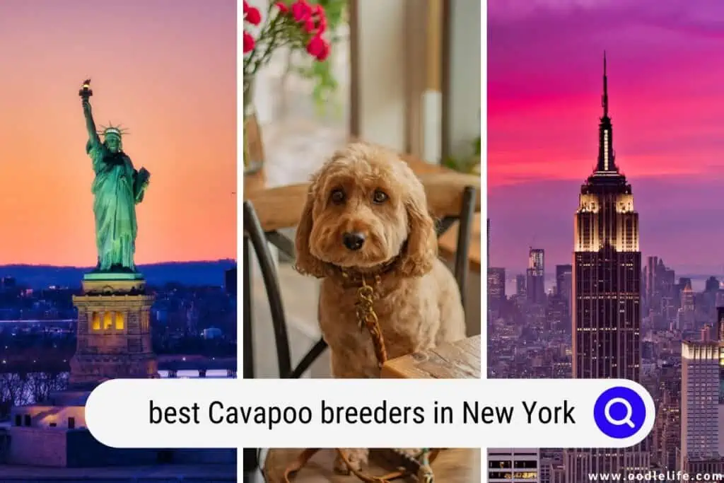 Cavapoo breeders in New York