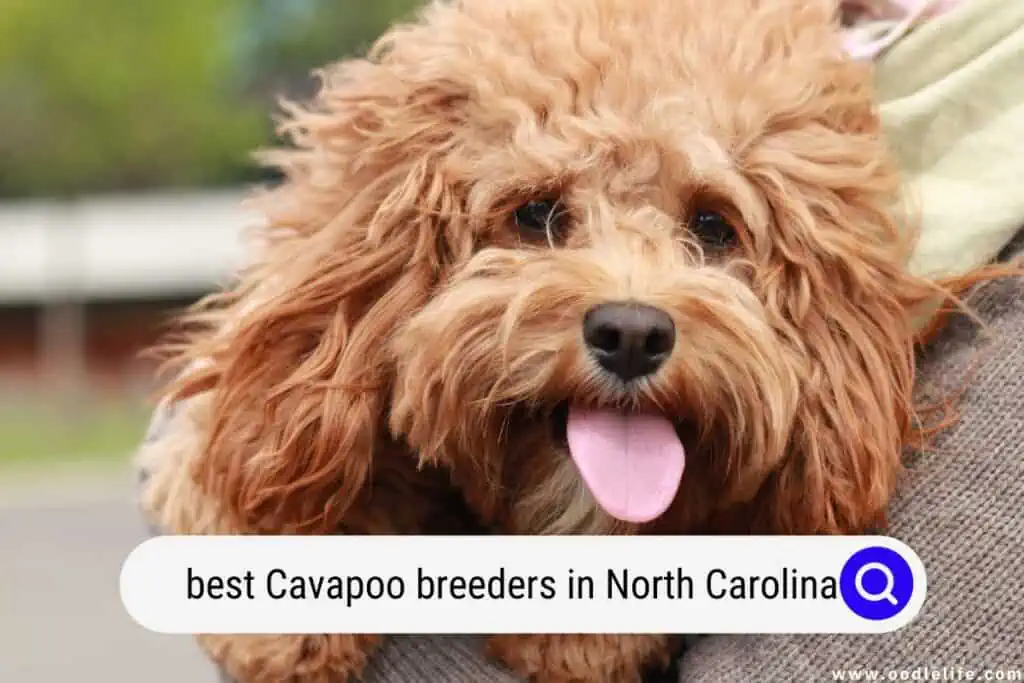 Cavapoo breeders in North Carolina