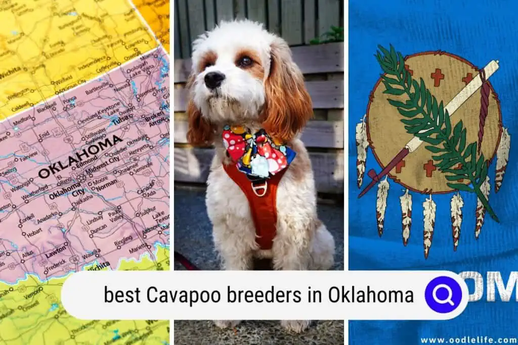 Cavapoo breeders in Oklahoma