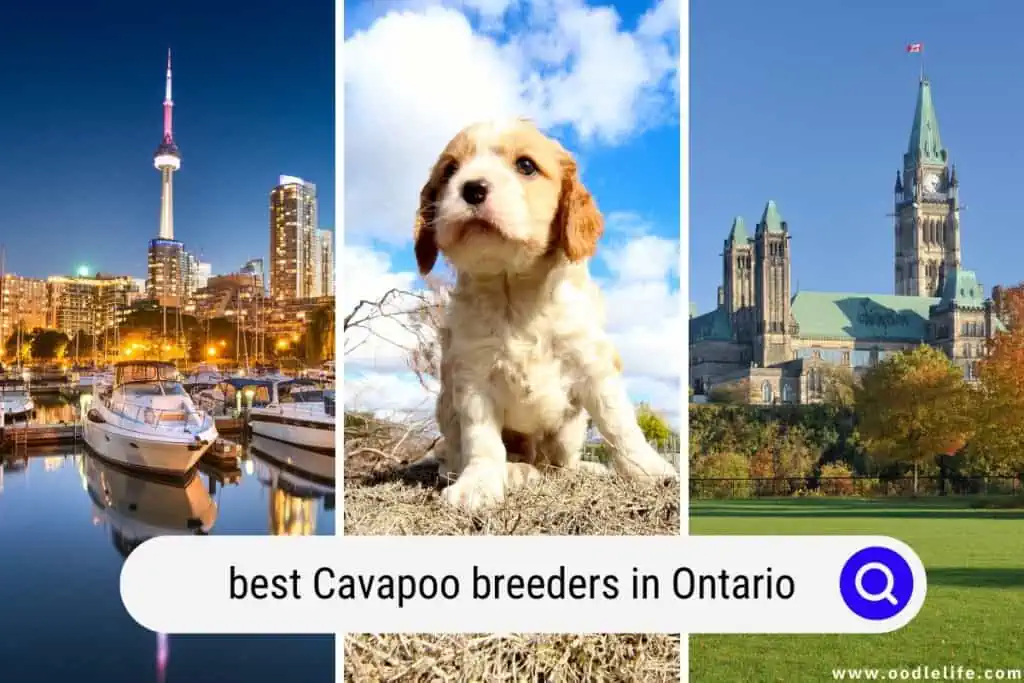 Cavapoo breeders in Ontario
