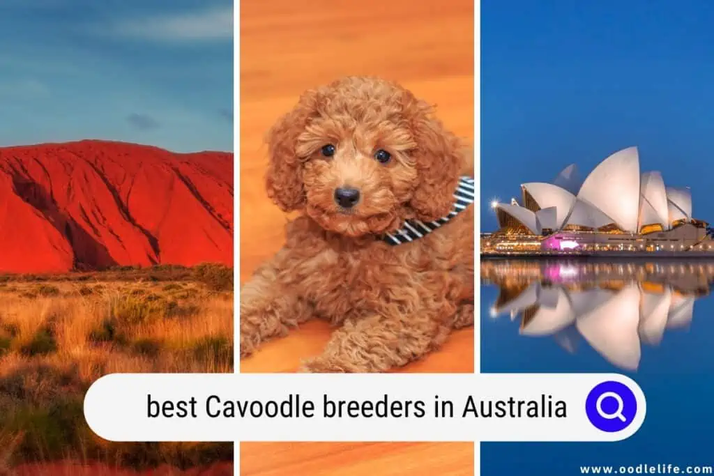 Cavoodle breeders in Australia