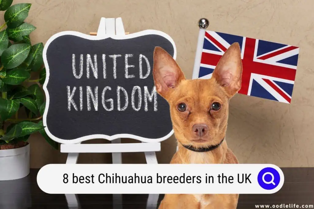 Chihuahua breeders in the UK