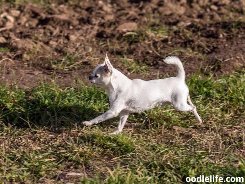 Chihuahua runs on the field