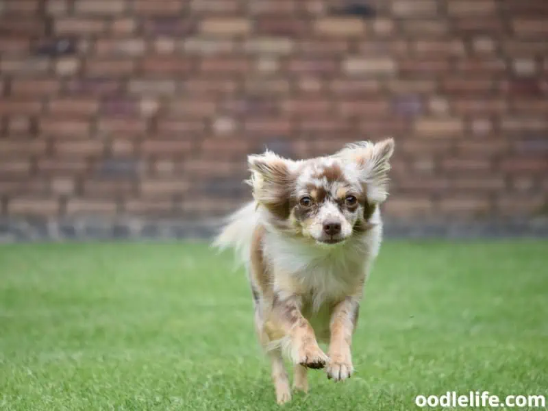 Chihuahua runs with blur background