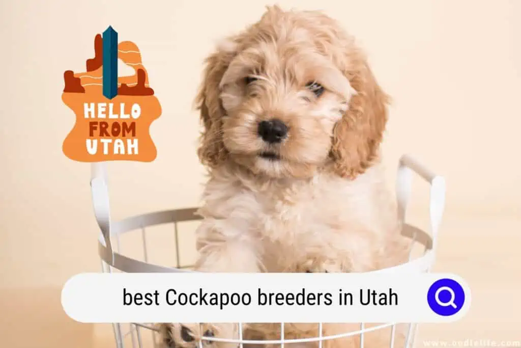 Cockapoo Breeders In Utah