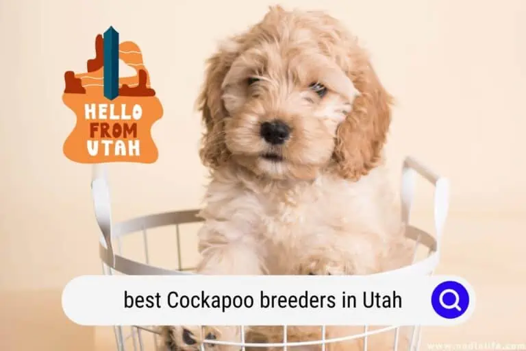 Best Cockapoo Breeders In Utah (2024 Update)