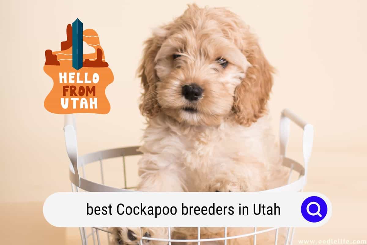 Best Cockapoo Breeders In Utah (2024 Update) Oodle Life