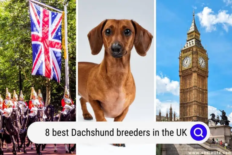 7 Best Dachshund Breeders in the UK (2024)