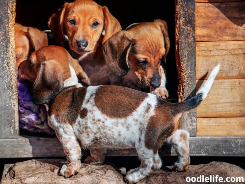 Dachshund puppies inside a kennel